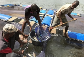 Crece el impulso global para acabar con la pesca ilegal