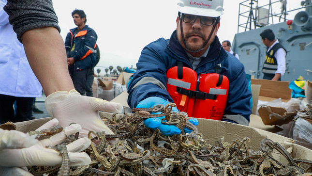 PRODUCE decomisa más de 12.3 millones de caballitos de mar extraídos ilegalmente en el mar del Callao