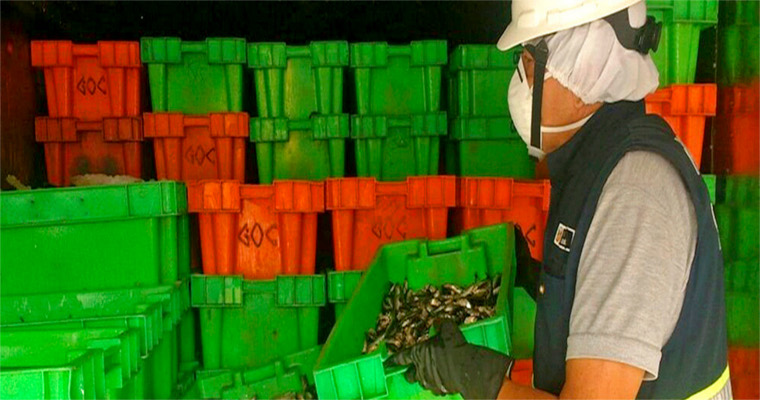 Ministerio de la Producción decomisa más de 18 toneladas de anchoveta provenientes de pesca ilegal en Chimbote